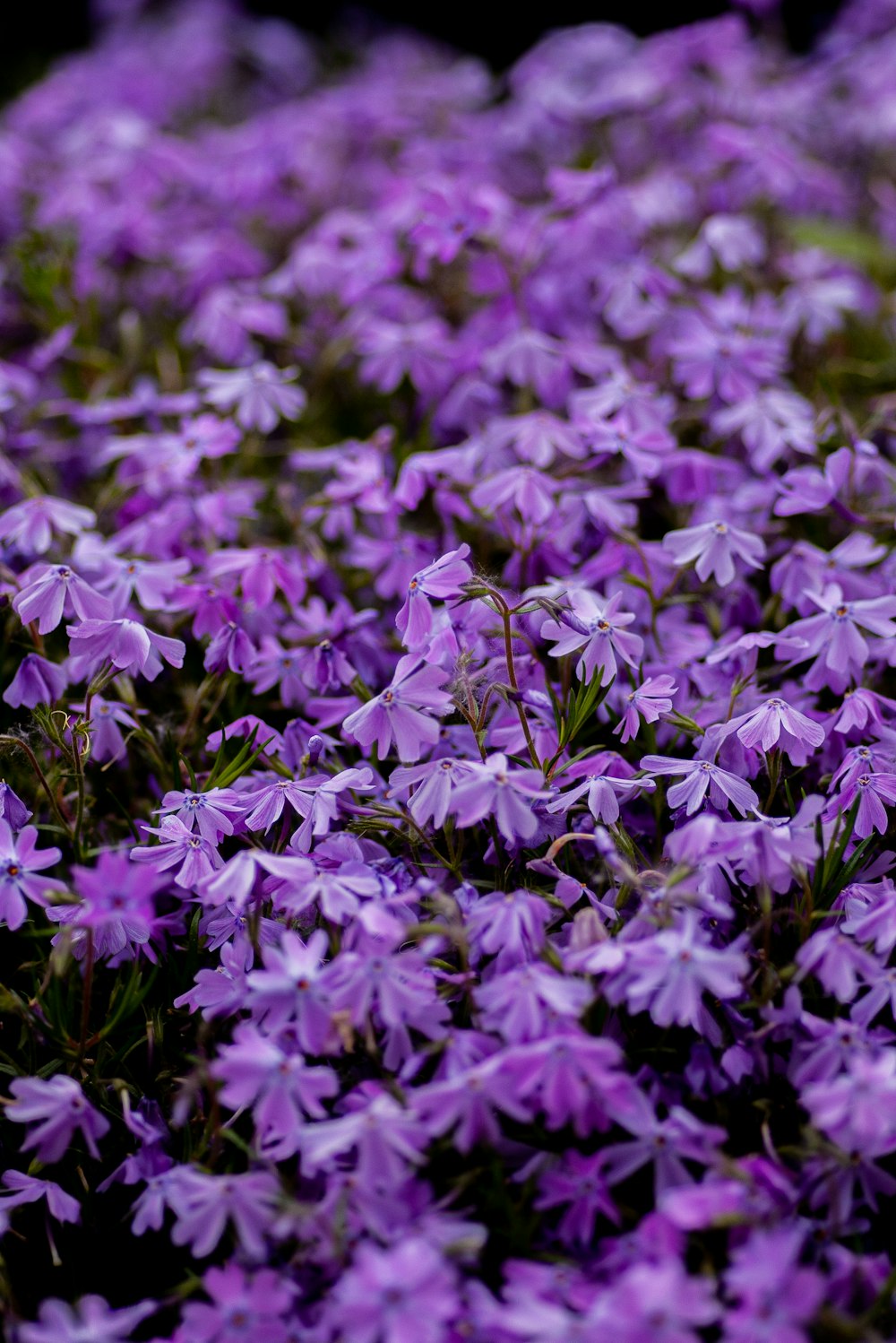 purple flowers