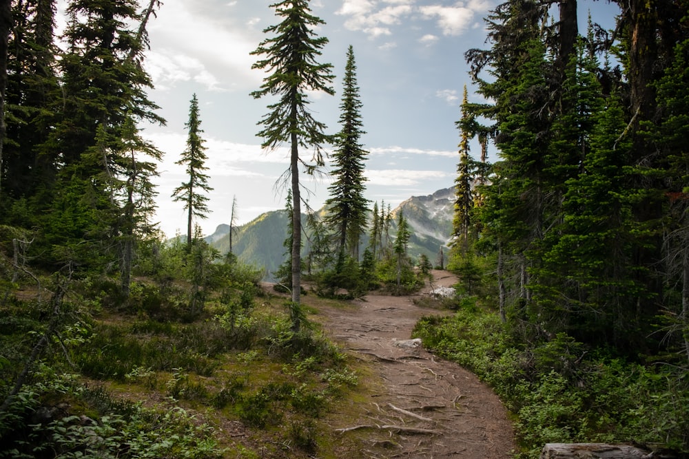 green pine trees