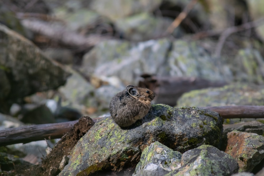 brown mouse on rock