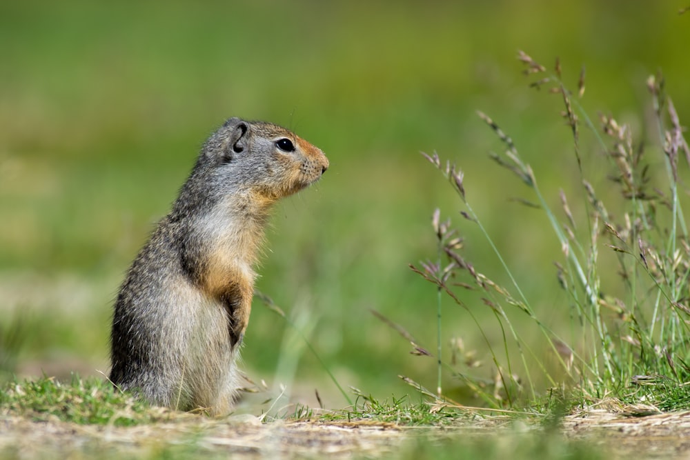 gray squirrel