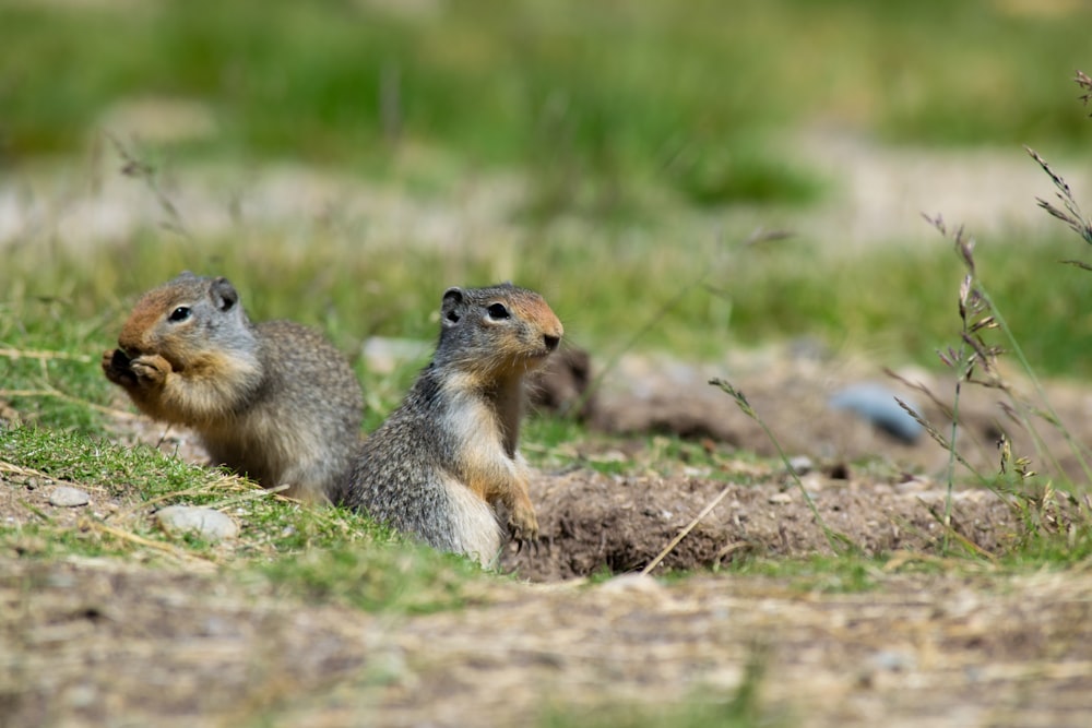 grey rodents during daytime