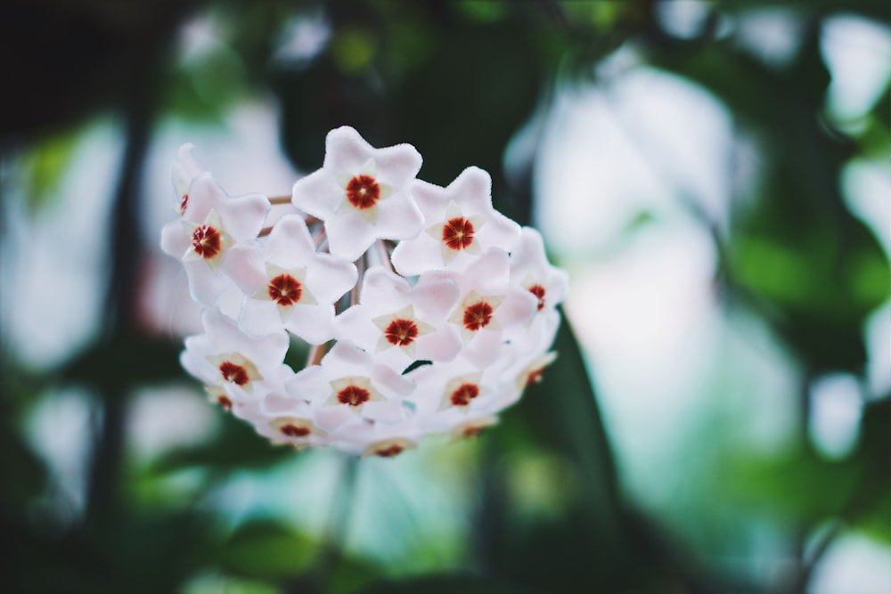흰 꽃잎 꽃의 초점 사진