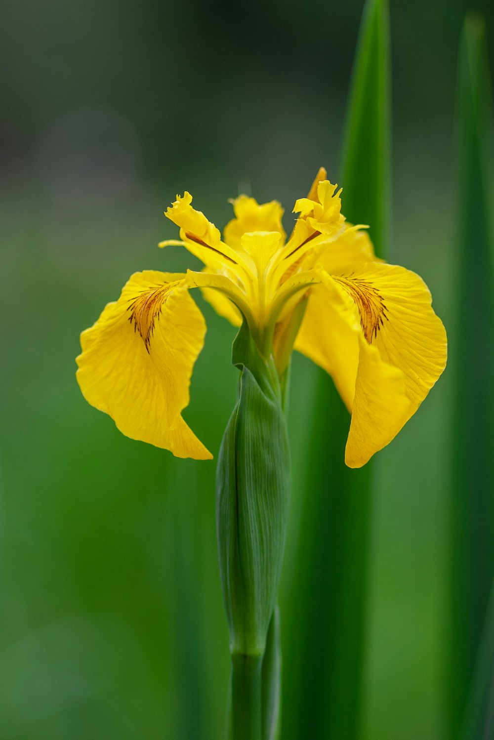 yellow petaled flower screenshot