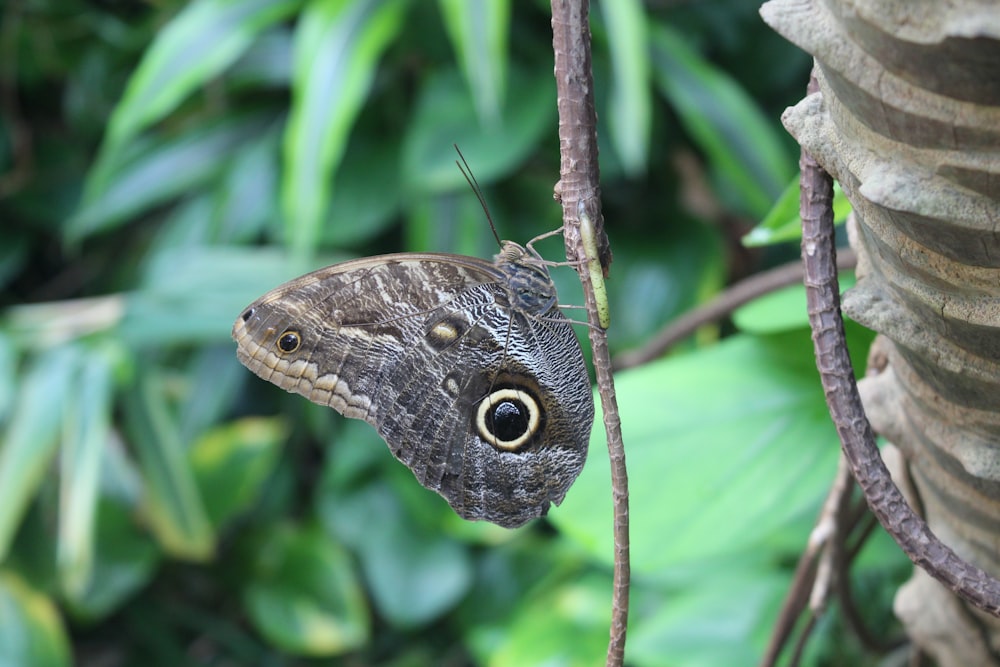 owl butterfly in close-up photography