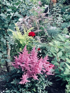 A vibrant garden scene filled with various plants and flowers. In the foreground, there is a large cluster of pink fluffy flowers, likely astilbe, surrounded by rich green foliage. In the background, a striking red rose stands out amidst a diversity of other shrubs and flowering plants. The garden appears lush and well-tended, with a mixture of textures and colors creating a harmonious natural setting.