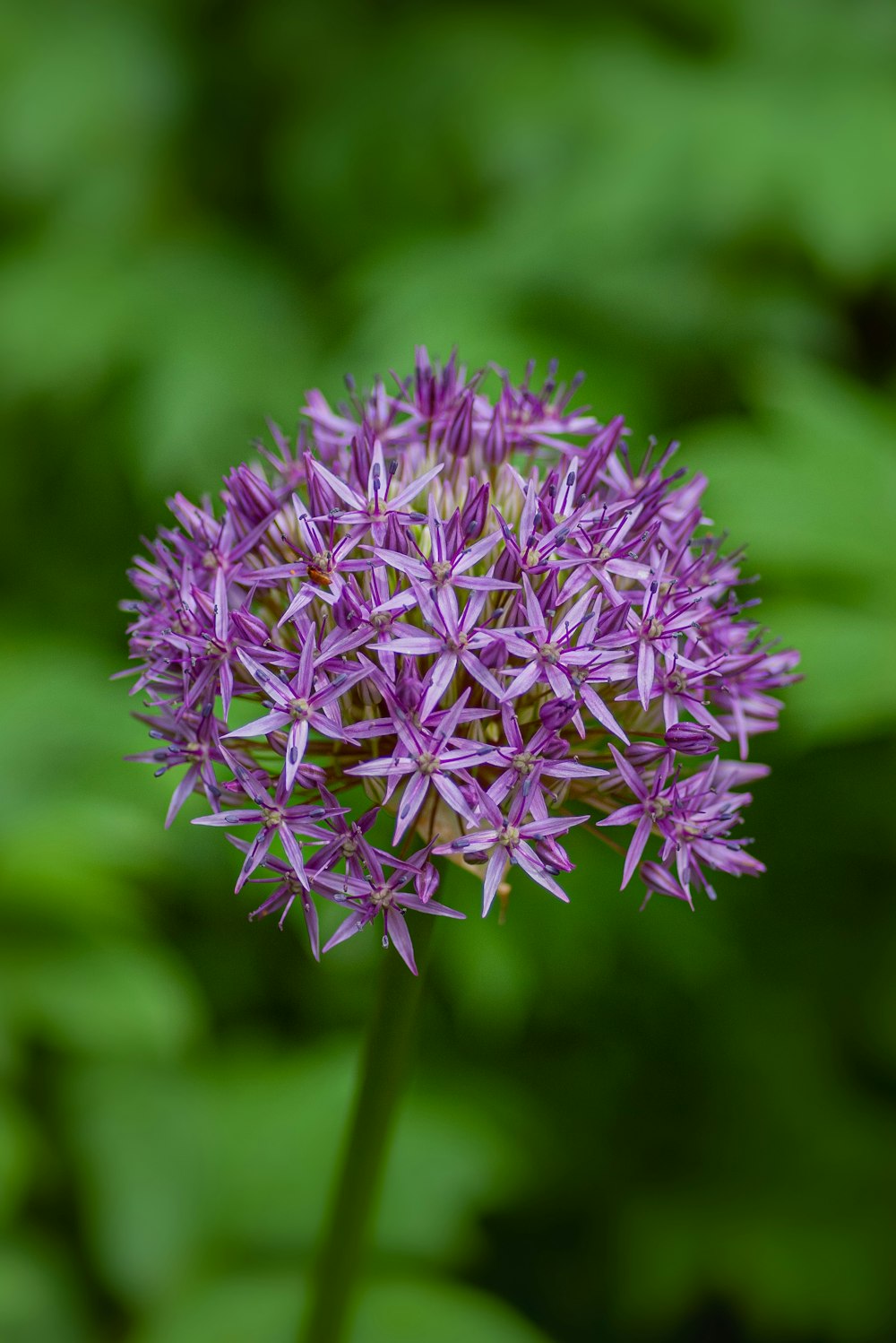 focus photography of purple petaled flowers