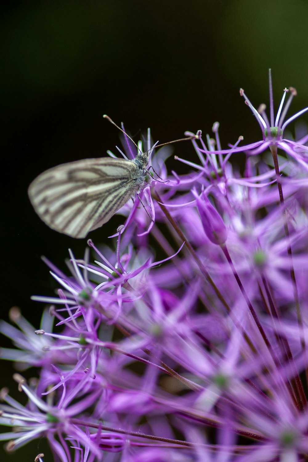 butterfly on purple flower