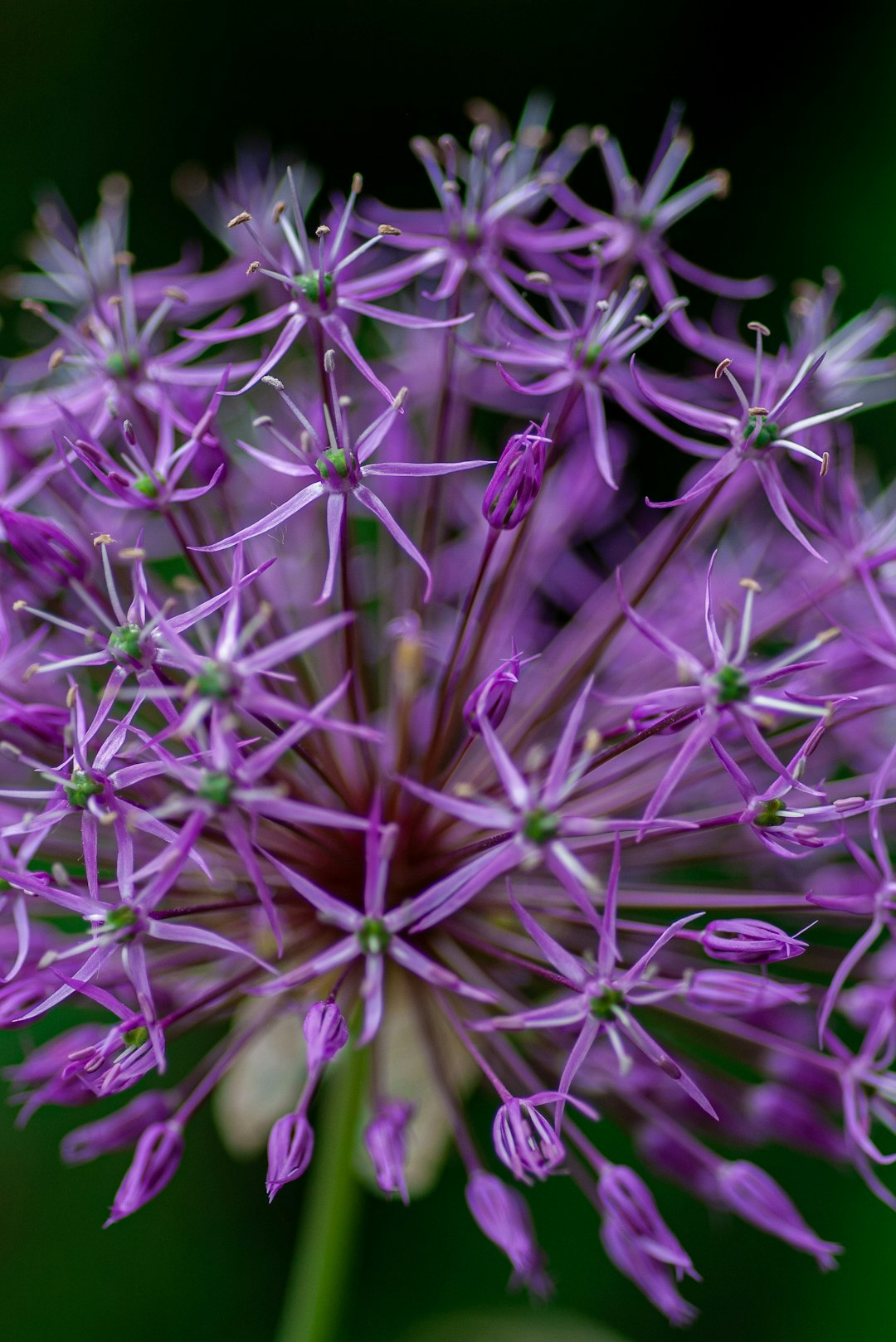 macro photography of purple-petaled flower]