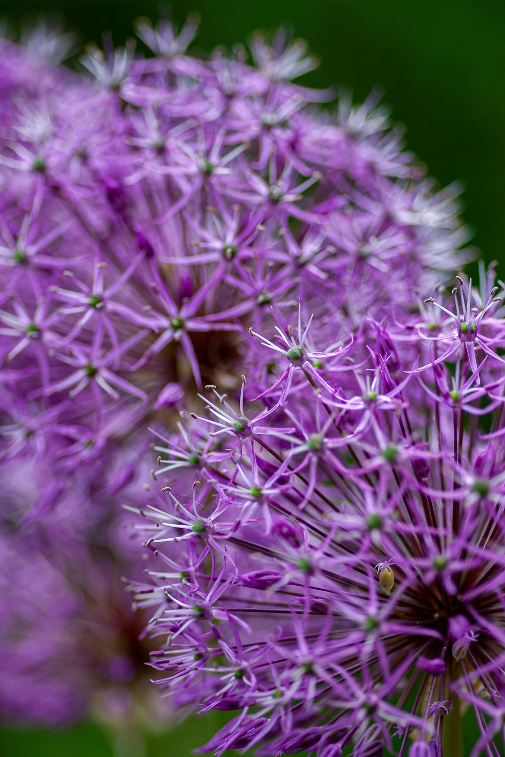 purple cluster petaled flower