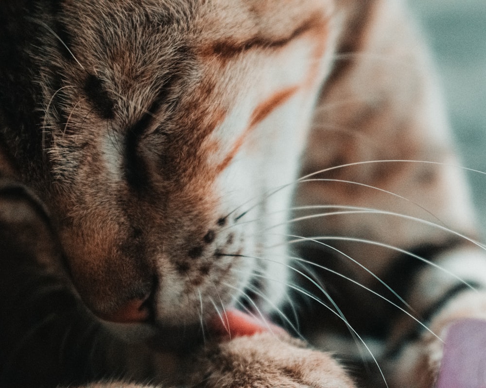 selective focus photography of brown cat licking foot