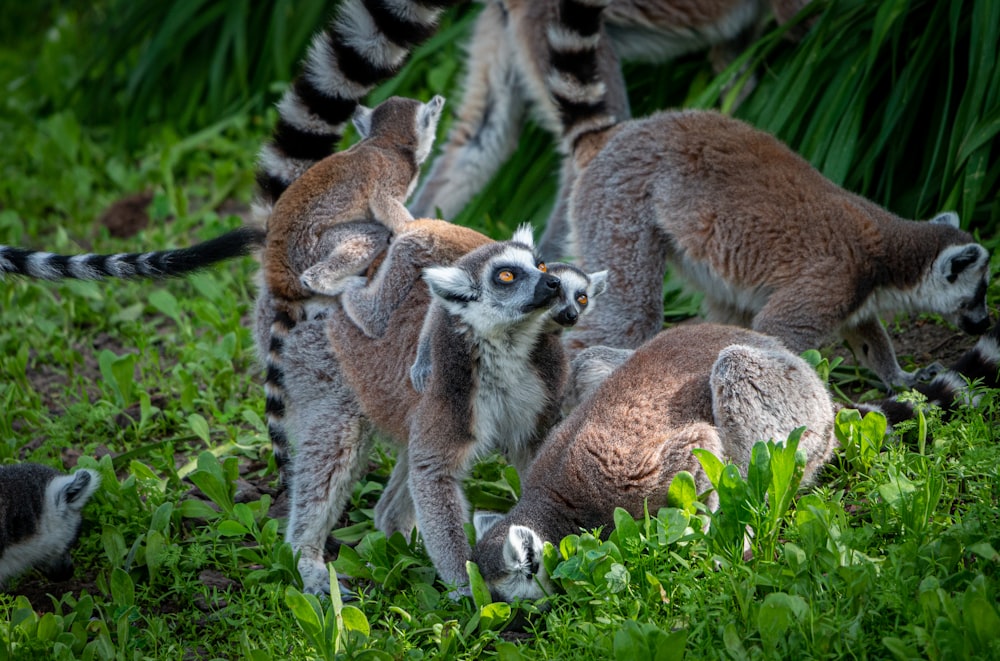 brown primate