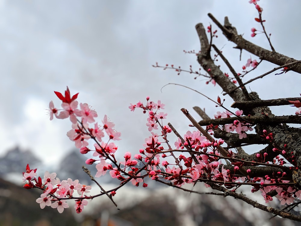 pink-petaled flowers