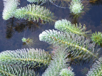 A cluster of bright green water sprite plants gently swaying in aquarium currents.