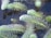 Vibrant green aquatic plants with feathery, elongated leaves are submerged in clear water. The leaves are covered with small water droplets, adding a sparkling effect. The plants create intricate patterns on the water surface, and there is a subtle reflection creating depth.
