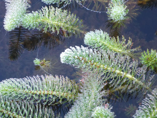A cluster of bright green water sprite plants gently swaying in aquarium currents.