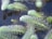 Vibrant green aquatic plants with feathery, elongated leaves are submerged in clear water. The leaves are covered with small water droplets, adding a sparkling effect. The plants create intricate patterns on the water surface, and there is a subtle reflection creating depth.