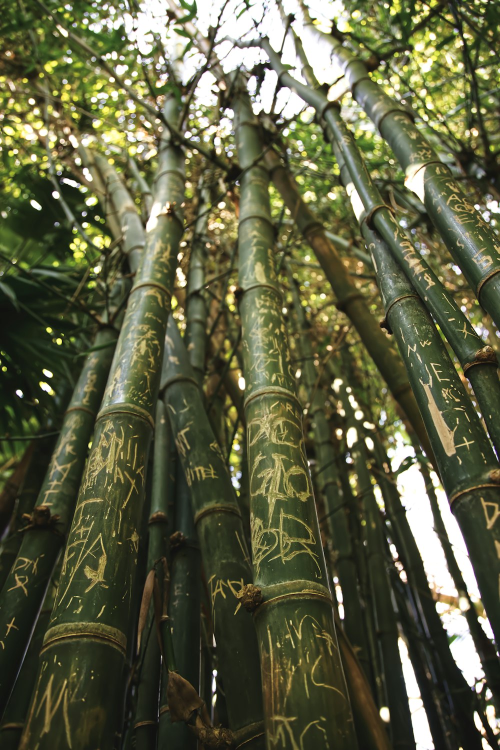 árbol de bambú verde