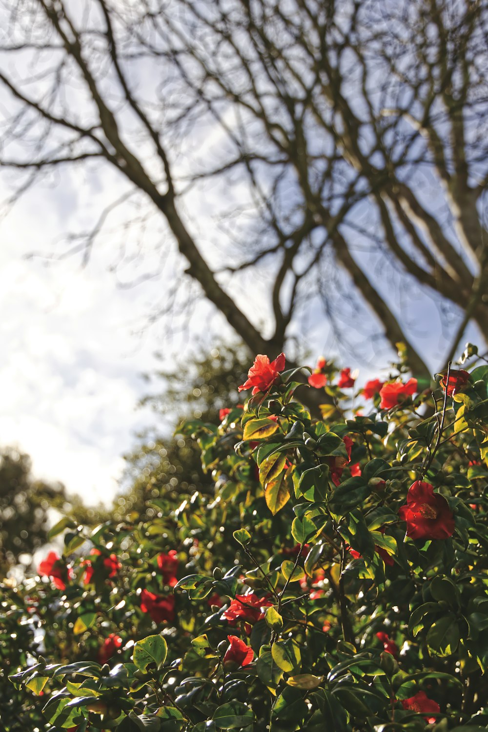 red-petaled flowers