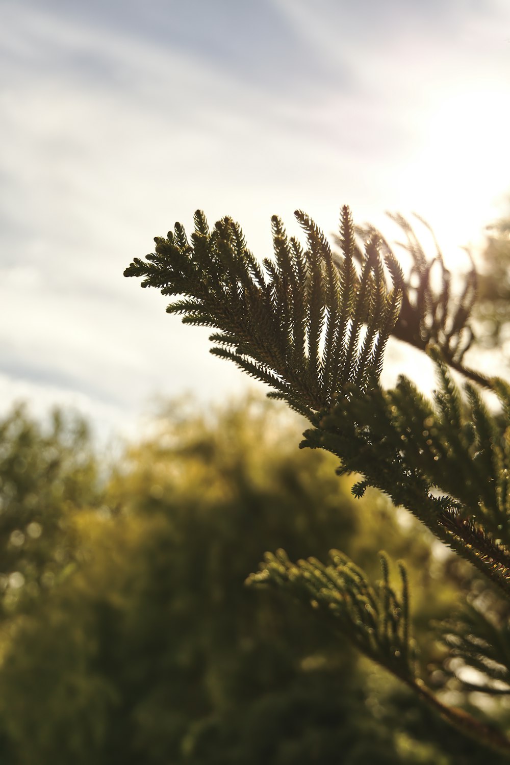 a close up of a pine tree with the sun in the background