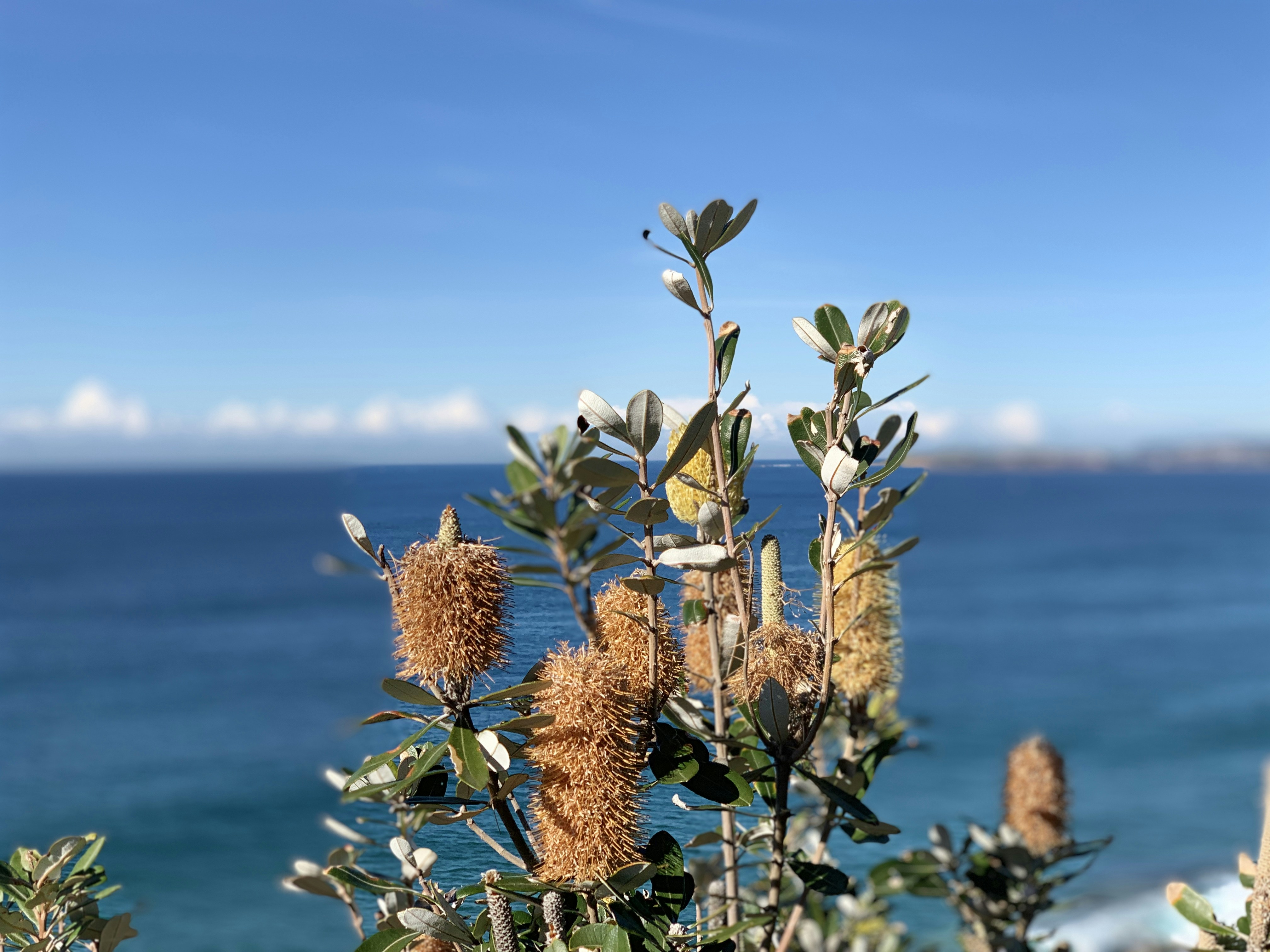 Banksia Coast opens winter planting season