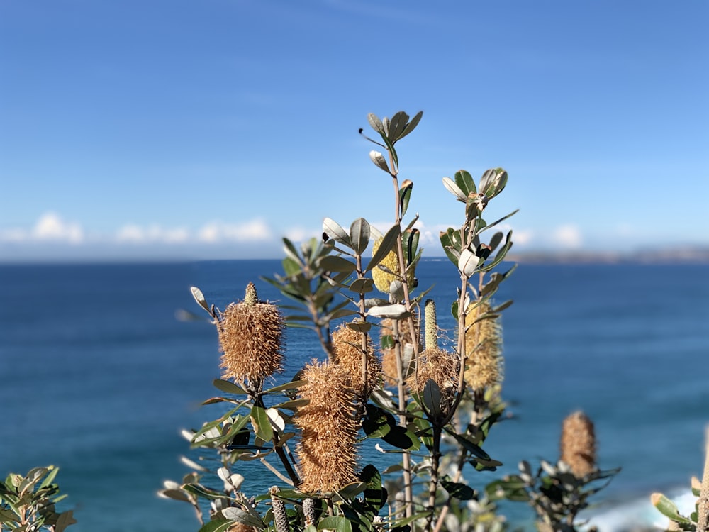 green-leafed plant