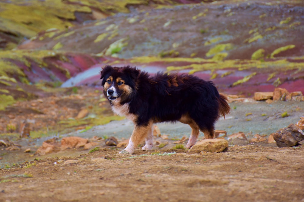 black and beige dog on ground