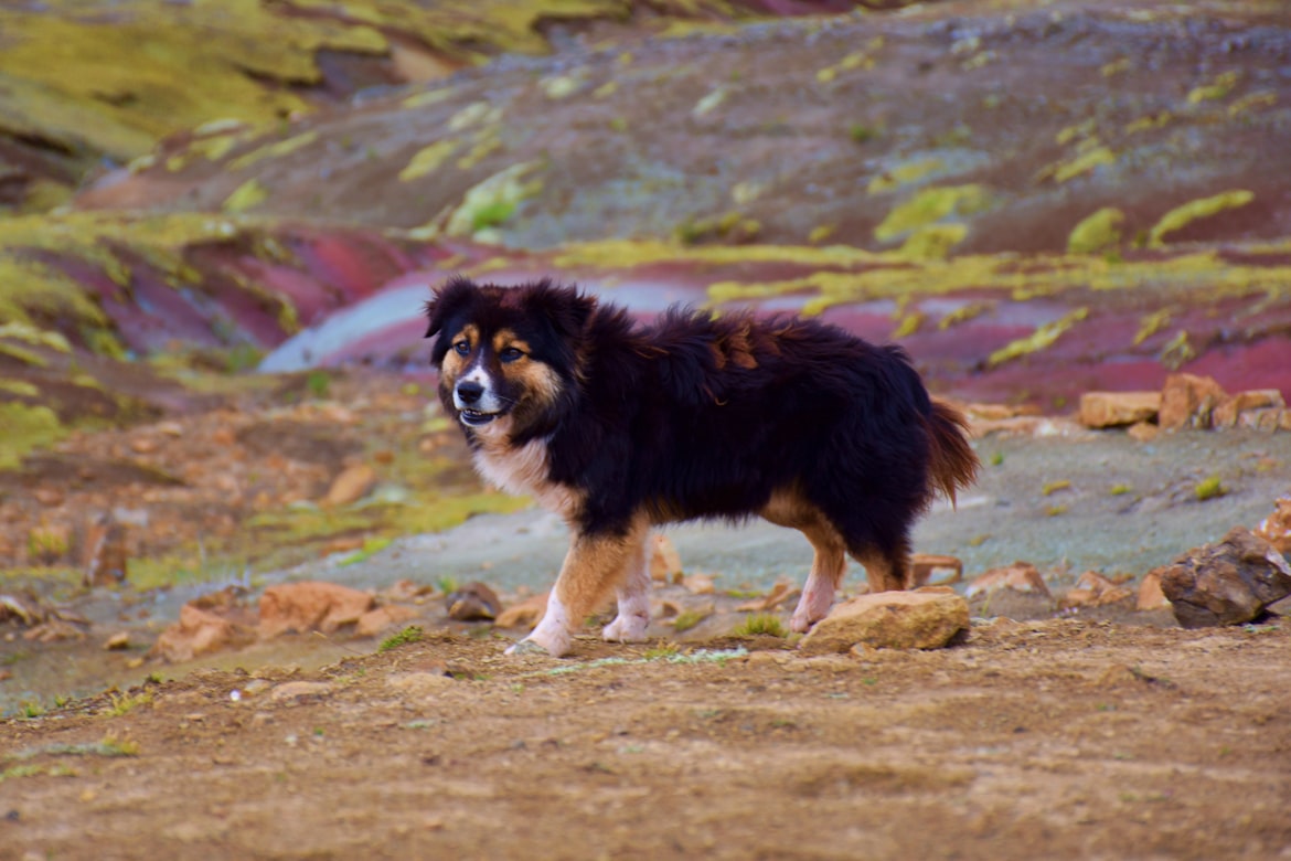 A dog walking around Palccoyo Rainbow Mountain 