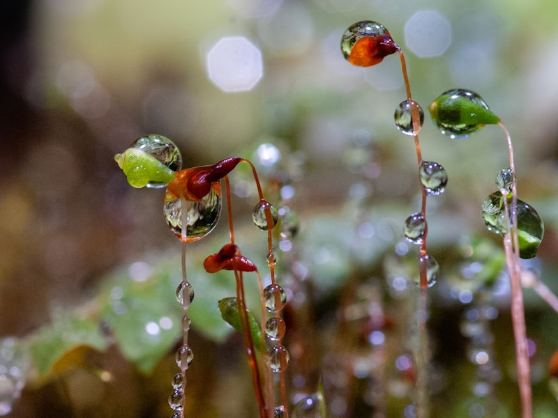 The Greatest Guide To "From Allergies to Digestive Issues: Uncovering Possible Adverse Reactions to Sea Moss Gummies"
