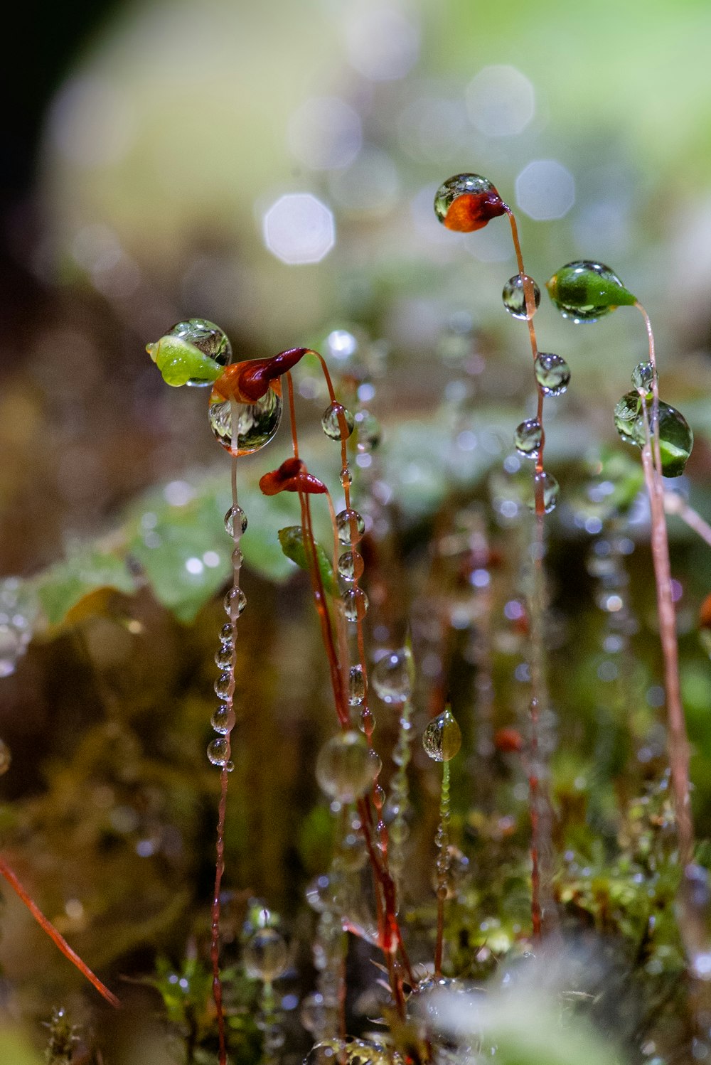 un gros plan d’une plante avec des gouttes d’eau dessus