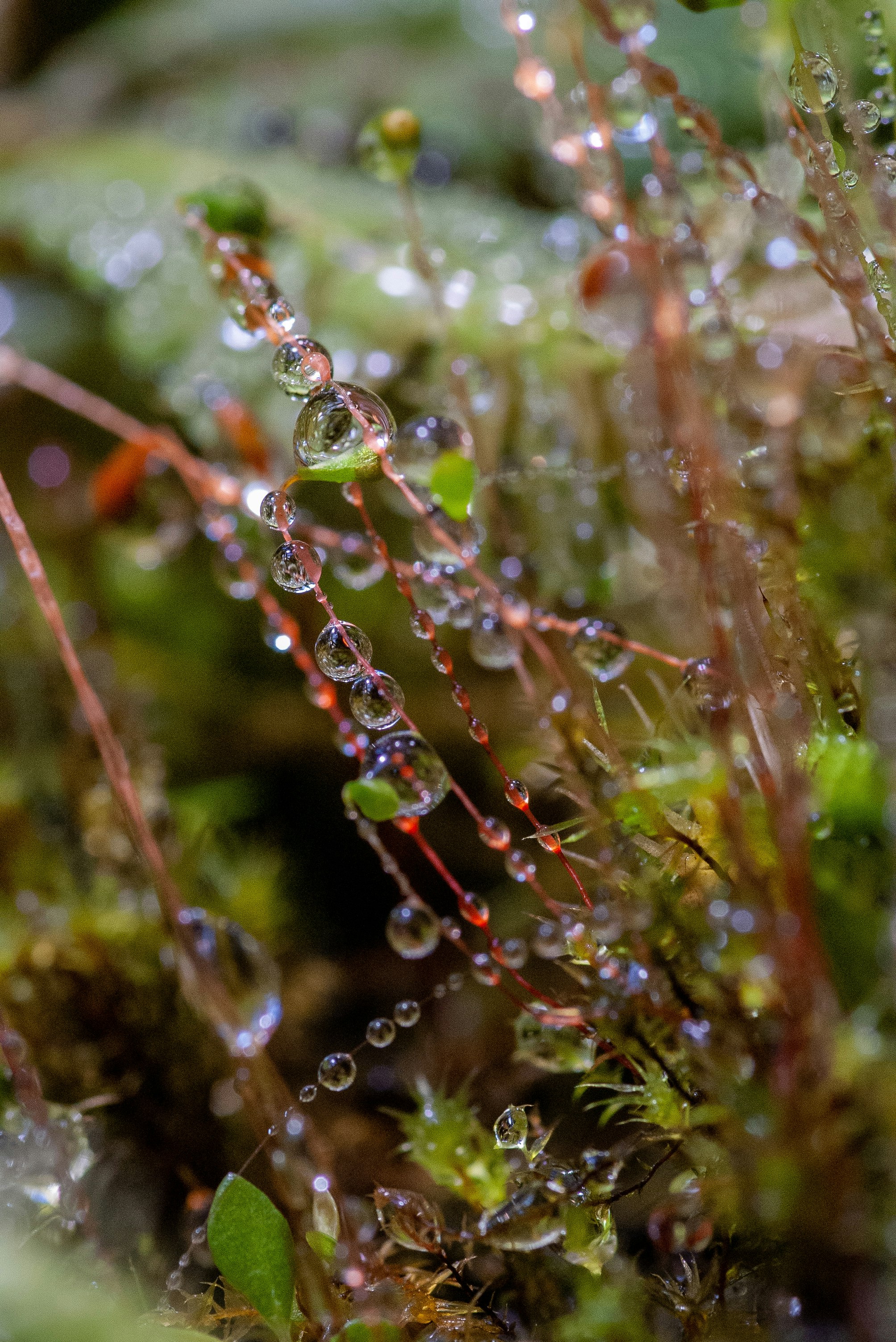water dews on plants