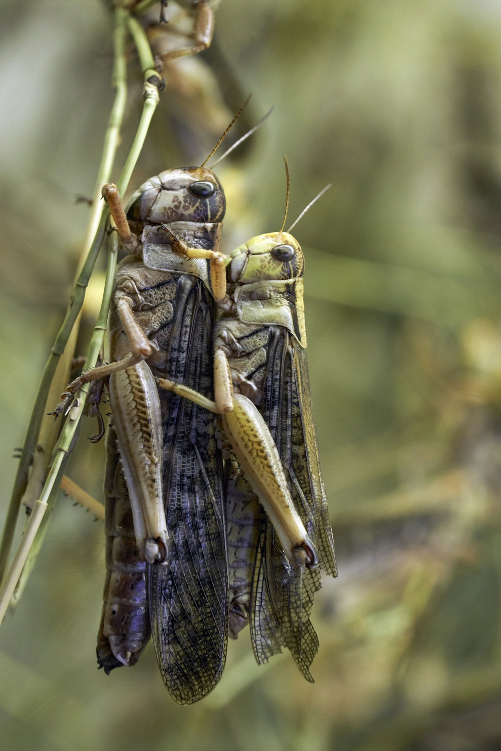 two grasshoppers perching on green leaf