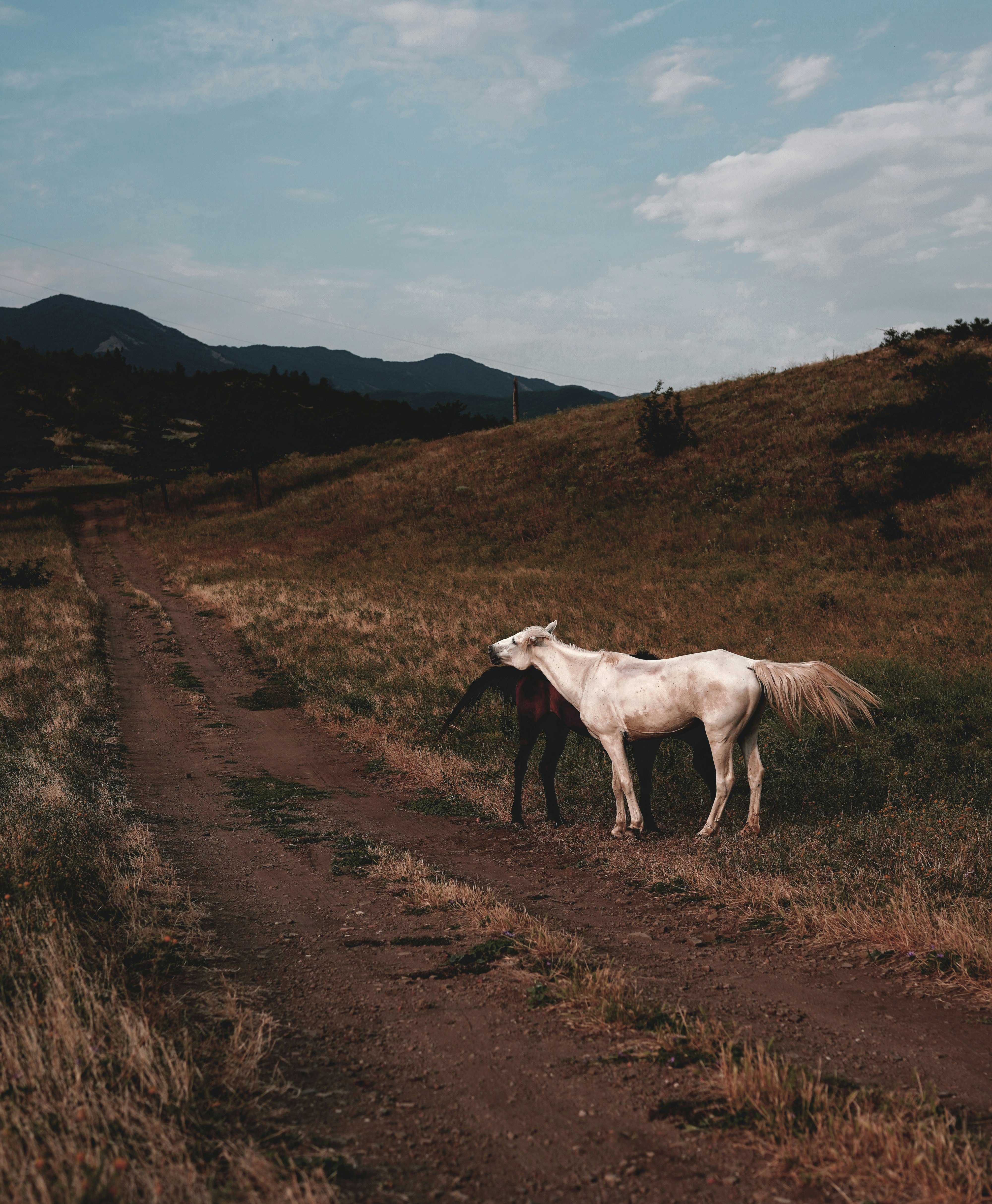white horse