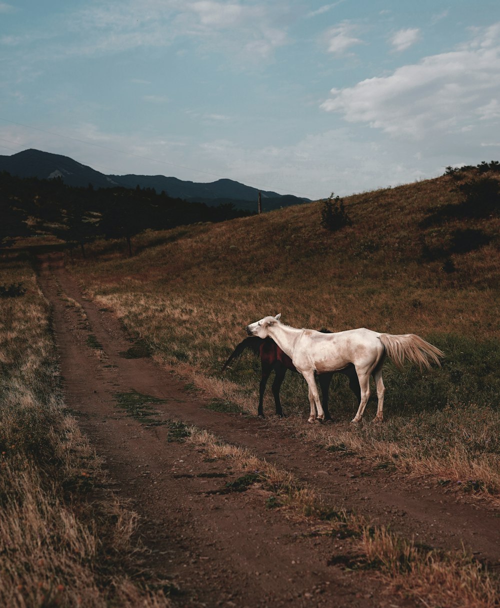 white horse