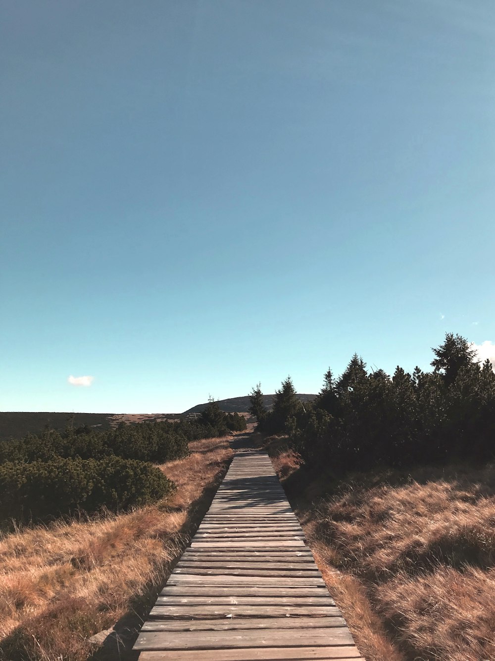 brown wooden dock