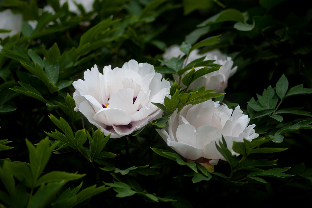 white petaled flower plants