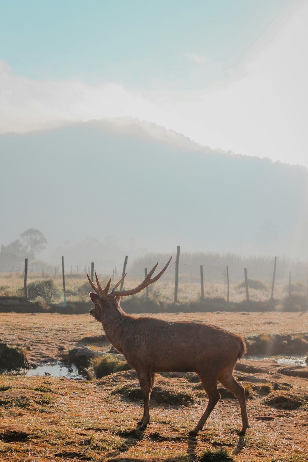 brown deer at daytime