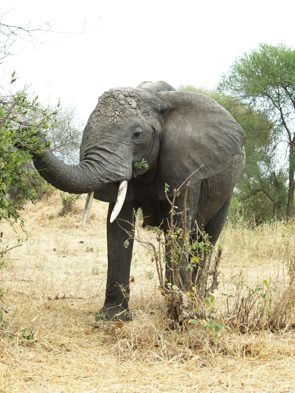 gray elephant