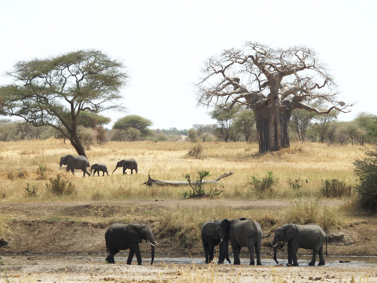 Elephants walking through dry savanna beneath a large baobab tree in Tanzania