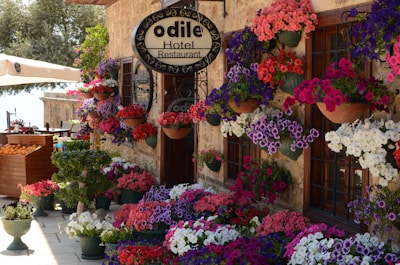 A charming hotel restaurant adorned with vibrant flowering plants in various colors. The outer walls are decorated with numerous potted flowers, creating a lively and welcoming ambiance. There is a wooden cart filled with oranges, adding to the picturesque scene.