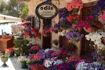 A charming hotel restaurant adorned with vibrant flowering plants in various colors. The outer walls are decorated with numerous potted flowers, creating a lively and welcoming ambiance. There is a wooden cart filled with oranges, adding to the picturesque scene.