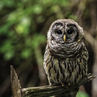 selective focus photo of owl