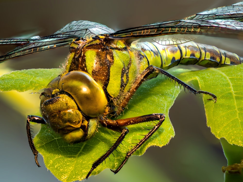 macro photography of green and black dargonfly