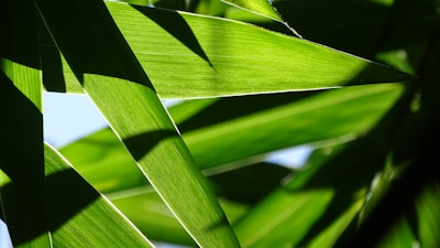 a close up view of a green leaf