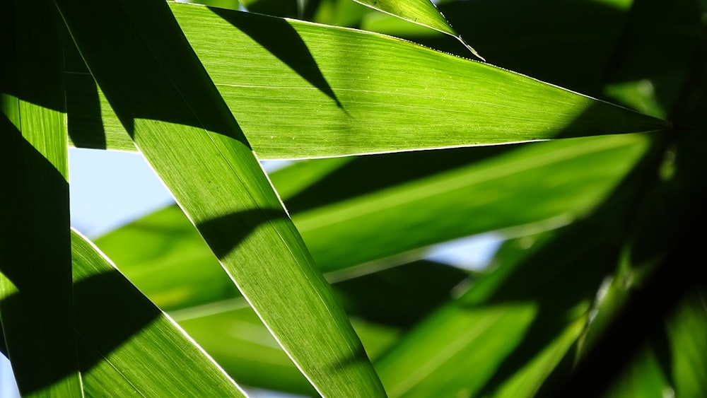 a close up view of a green leaf