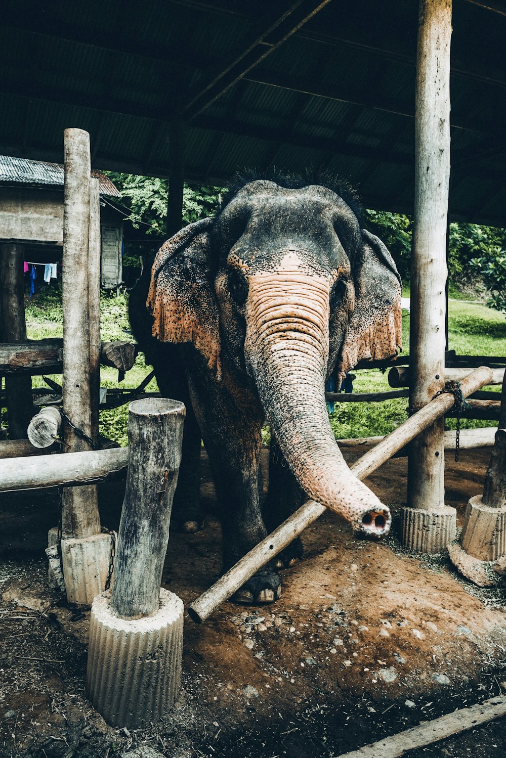 elephant inside cage