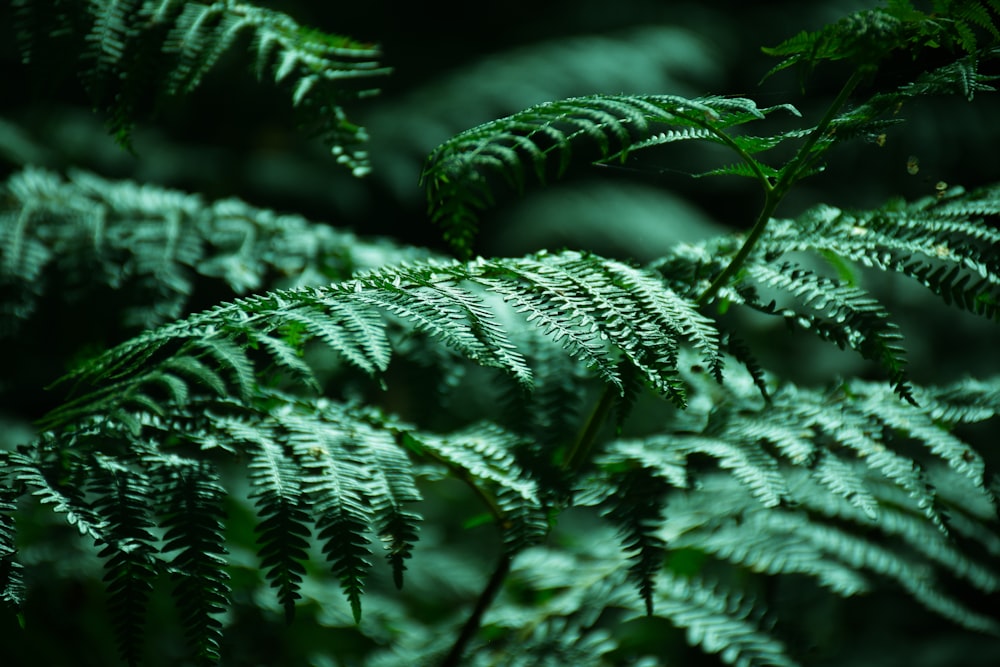 green leafed plant