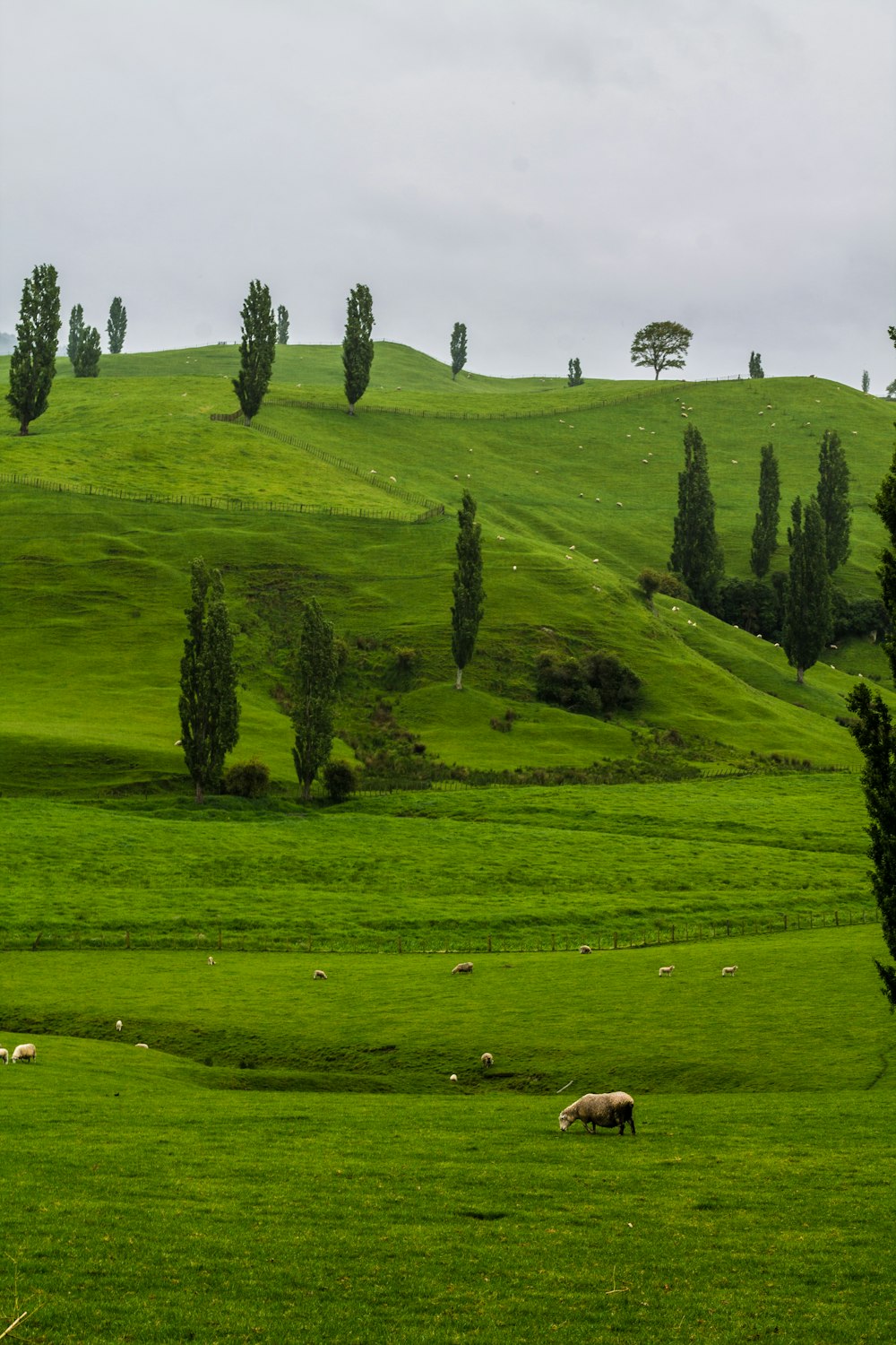 trees in farm