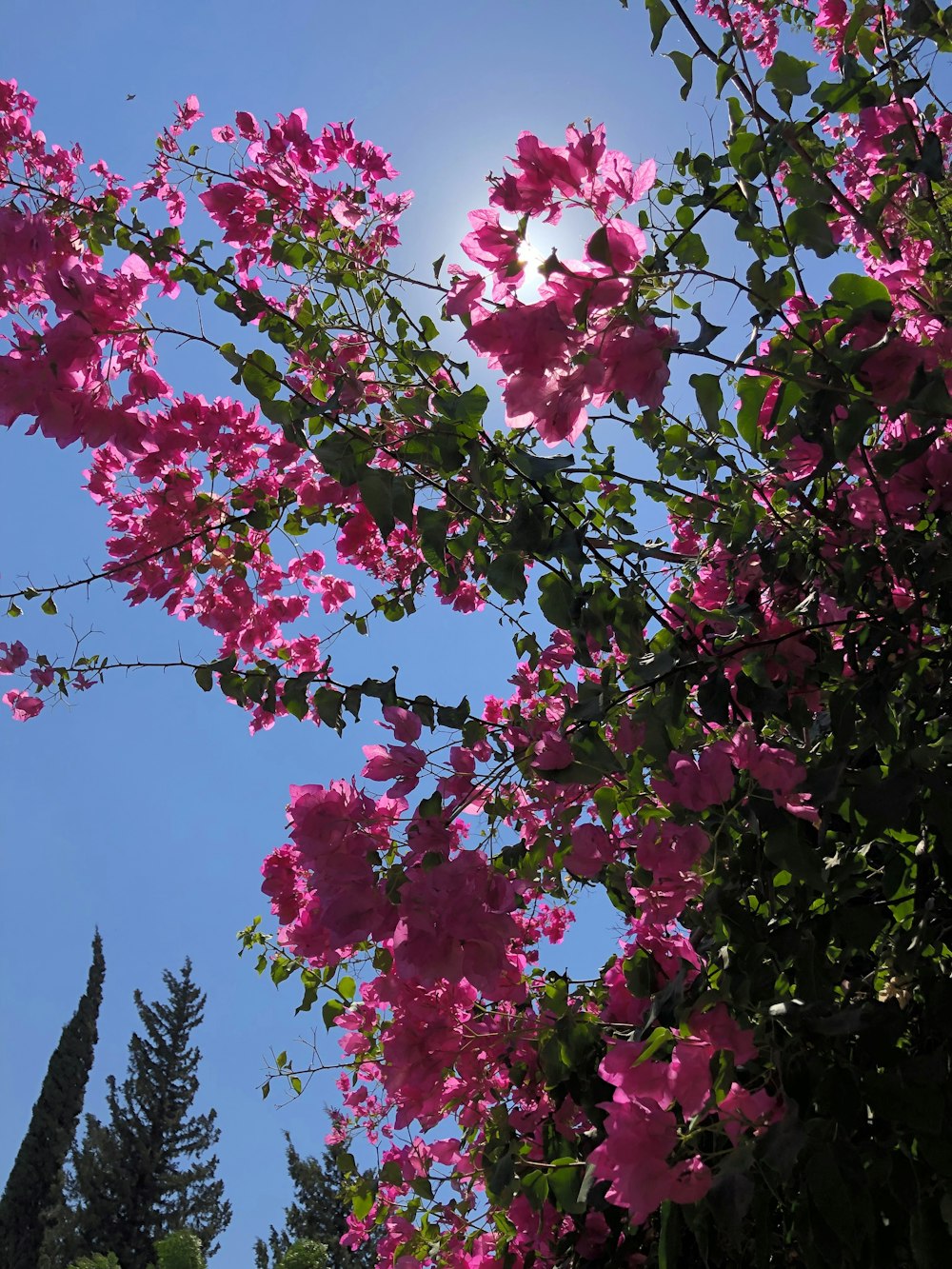 pink petaled flowers during daytime