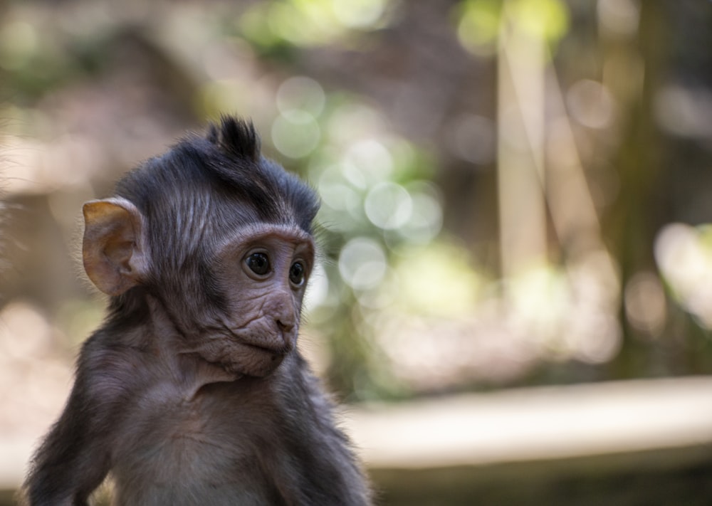 Fotografía de superficial de mono bebé negro – Imagen silvestre gratis en Unsplash