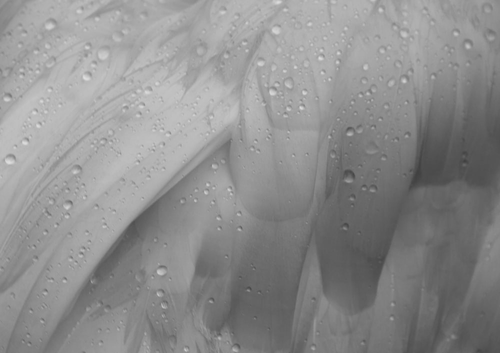 uma foto em preto e branco de gotículas de água